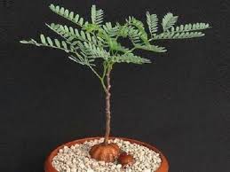 Image result for Elephantorrhiza suffruticosa