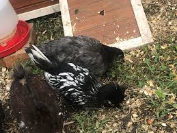 Speckled sussex rooster vs hen. Hens Or Roos 7 Weeks Old Fairly Certain The Polish Is A Roo The Grey Is An Easter Egger And The Brown Is A Speckled Sussex Album On Imgur