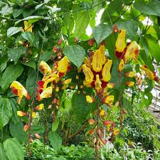 Image result for Thunbergia mysorensis