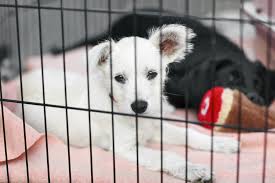 Have you found a sick, injured or orphaned wild animal, a stray domestic animal or lost an animal in san mateo county? Bay Area Animal Shelters Will Adopt Out Pets For Free March 18 Newstimes