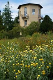 Image result for Helichrysum decorum