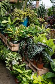 So Many Houseplants Indoor Plants Plants House Plants Indoor
