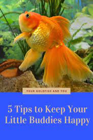 Your Goldfish And You 5 Tips To Keep Your Little Buddies Happy Goldfish Goldfish Care Goldfish Types