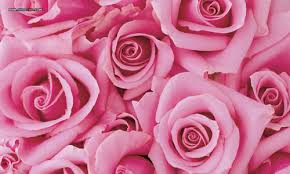 We did not find results for: Bunga Mawar Pink Florist Jakarta Toko Bunga Di Jakarta Barat 0822 99148647 Www Bungarawabelong Com