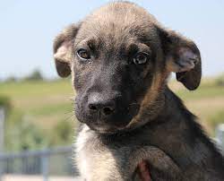 Besondere situationen erfordern besondere maßnahmen. Mischling Aristo Welpe N Zuhause Gefunden A C E Tiere In Not E V Happy Ends Archiv Von Zergportal De