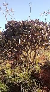 Image result for Kalanchoe velutina
