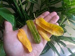 Do You Have Yellow Leaves On Your Houseplants And Are Worried And Concerned Are You Wondering Snake Plant Propagation Plant Leaves Turning Yellow Snake Plant