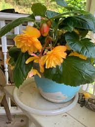 Image result for Begonia kisuluana