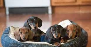 Red piebald smooth male mini dachshund puppy, he is akc registered, he has had his dew claws removed, he is current on his vaccines and wormings short and sweet…this mini dachshund puppy is looking for a loving furever family! Dalmatian Puppies 4197182563 Miami For Sale Miami Pets Dogs