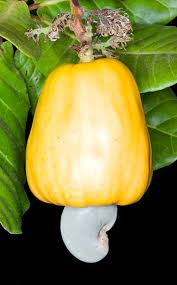 Image result for Anacardiaceae