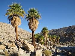 Image result for Washingtonia