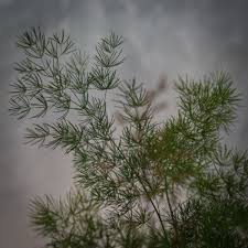 Image result for Asparagus macowanii