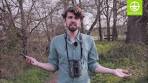Hoe je alle soorten kan herkennen met Obsidentify - YouTube