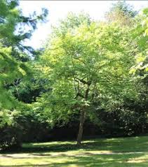 Image result for Subularia monticola