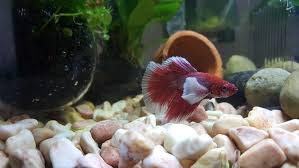 ** please use caution when dealing with male bettas. How To Set Up A Beautiful Betta Fish Tank Betta Fish Care 101 Aquarium Co Op