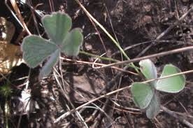 Image result for Marsilea villifolia