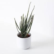 Image result for Euphorbia platycephala