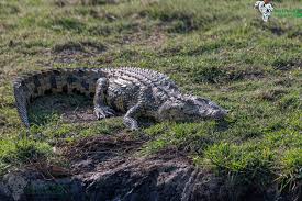 Zambia National Parks And Game Reserves - Kubwa Five Safaris