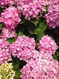 Asya Store Summer Hydrangea Summer Hydrangeas Hydrangea Flowers