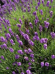 Image result for Haumaniastrum glabrifolium