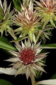 Image result for Macledium zeyheri