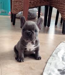 We specialize in mini english & french bulldogs with rare colors like blue, chocolate and even lilac! Little French Bulldogs