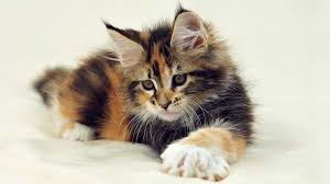 Ukpets found the following maine coon for sale in the uk. Maine Coon Price Personality Lifespan