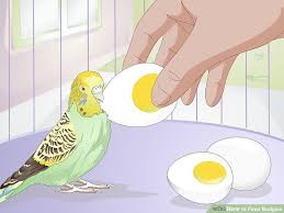 How To Feed Budgies 13 Steps With Pictures Wikihow
