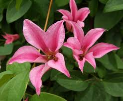 Clematis 'duchess of albany' — сорт клематиса из группы texensis group. Clematis Duchess Of Albany Dbg 2008jun26 Lah 003 Mountain Plover