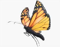 Monarch Butterfly 3d Model Monarch Butterflies Art Monarch Butterfly Monarch Butterfly Images