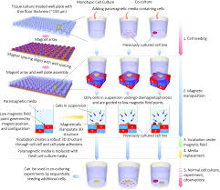 Bbi cell culture media components are principally our range of human transferrin products. 3d Cellular Structures And Co Cultures Formed Through The Contactless Magnetic Manipulation Of Cells On Adherent Surfaces Biomaterials Science Rsc Publishing