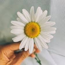 Daisies are popular summer flowers with bright colors. 500 White Daisy Pictures Download Free Images On Unsplash