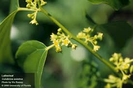 Image result for Acanthopale confertiflora