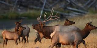 Bioma gurun beberapa bioma gurun terdapat di daerah tropika (sepanjang garis balik) yang berbatasan dengan padang rumput seperti di asia, afrika, india, amerika, dan australia. Serigala Di Yellowstone Bikin Kawanan Rusa Jadi Lebih Tangguh Kok Bisa Halaman All Kompas Com