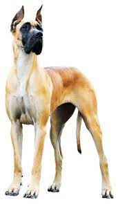 Whether you're choosing a breed that doesn't shed because you have allergies, or if you'd just prefer not having to hoover up so much, then we have a quick rundown of the. Large Dogs That Don T Shed Udemy Blog