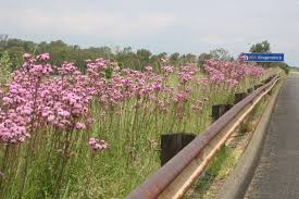 We did not find results for: Eupatorium Macrocephalum Wikipedia