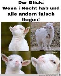 Auf funpot findest du tausende witzige bilder und videos, tolle präsentationen, herzige sprüche und vieles mehr. Lustiges Bild Der Blick Jpg Eine Von 21547 Dateien In Der Kategorie Witzige Bilder Auf Funpot Funny Animal Jokes Funny Relatable Memes Funny Animal Memes