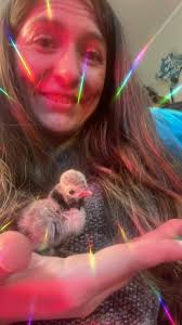 Fresh fertil farm eggs, chicken and guinea,duck eggs in JENNINGS La.BIG EGGS