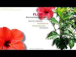 Hibiscus Benefits Health Benefits Attributed To The Hibiscus Flowers Hibiscus Scientific Name Identification Cont Hibiscus Plant Hibiscus Medicinal Plants