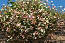 Image result for Erigeron schimperi