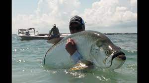 Jul 01, 2021 · we had no idea how big this fish truly was until we got on some wifi at the lodge and started doing some research. Huge Tarpon Caught On Fly Youtube