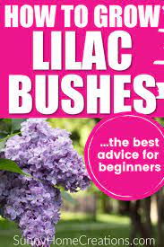 How To Grow Beautiful Lilacs Easily Lilac Bushes Lilac Flowers Lilac Tree