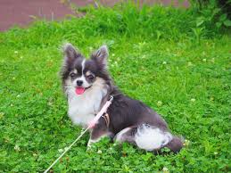 チワワ ロング カット