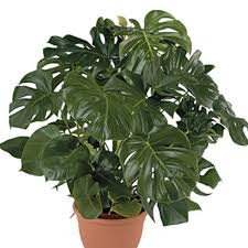 Monstera Deliciosa Split Leaf Philodendron Philodendron Monstera Plants Cool Plants