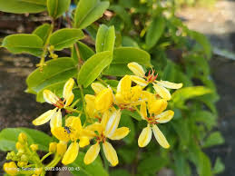 Image result for Tristellateia africana