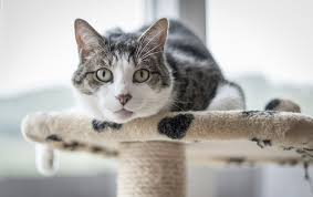 Don't apply any directly to an animal's skin, and avoid using an the aspca cites essential oils as one of the most common toxic causes of tremors in cats. A Scent Sitive Subject Essential Oil Diffusers And Your Cat Cvmbs News