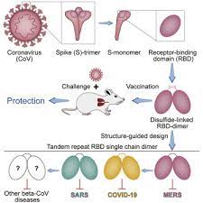 Players play as an animted version of indian prime minister narendra modi. A Universal Design Of Betacoronavirus Vaccines Against Covid 19 Mers And Sars Sciencedirect