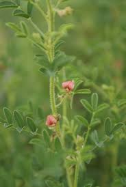 Image result for Indigofera daleoides