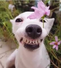 Oii Pessoal Amoo Flores E Voces Caes Divertidos Caes Engracados Animais De Estimacao Engracados Coleção de animais domésticos engraçados. pinterest