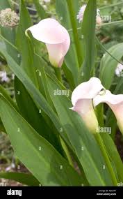 Image result for Zantedeschia rehmannii